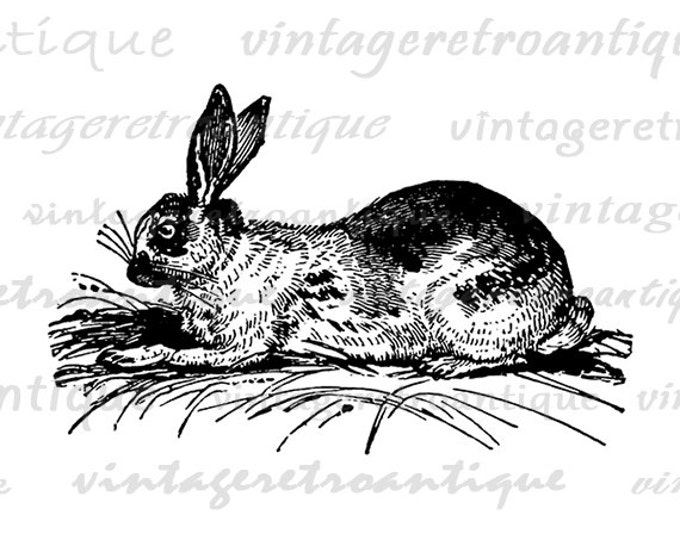 Digital Image Antique Rabbit Graphic Bunny Printable Download Artwork Vintage Clip Art Jpg Png Eps HQ 300dpi No.2711