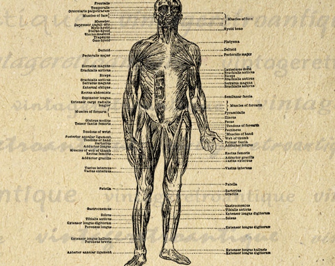 Digital Graphic Muscle Diagram Download Image Printable Illustration Antique Clip Art Jpg Png Eps HQ 300dpi No.2274