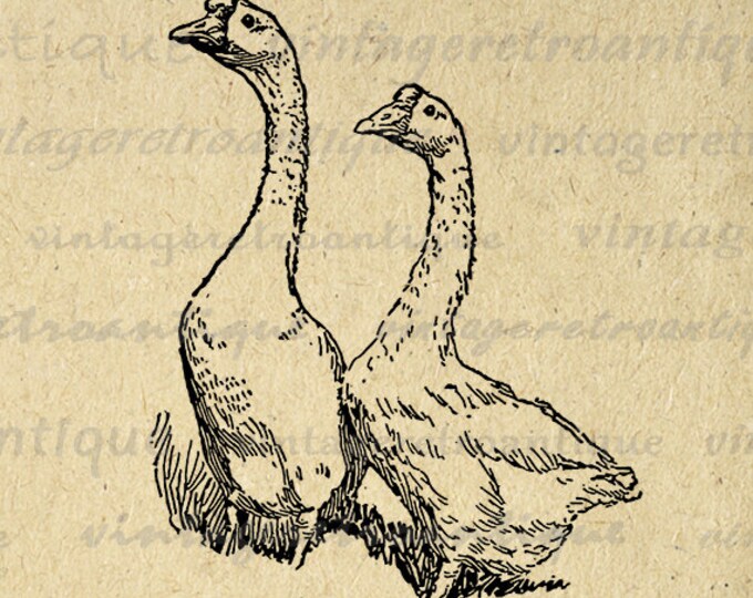 Printable Image Chinese Geese Birds Download Illustration Graphic Digital Vintage Clip Art Jpg Png Eps HQ 300dpi No.3257