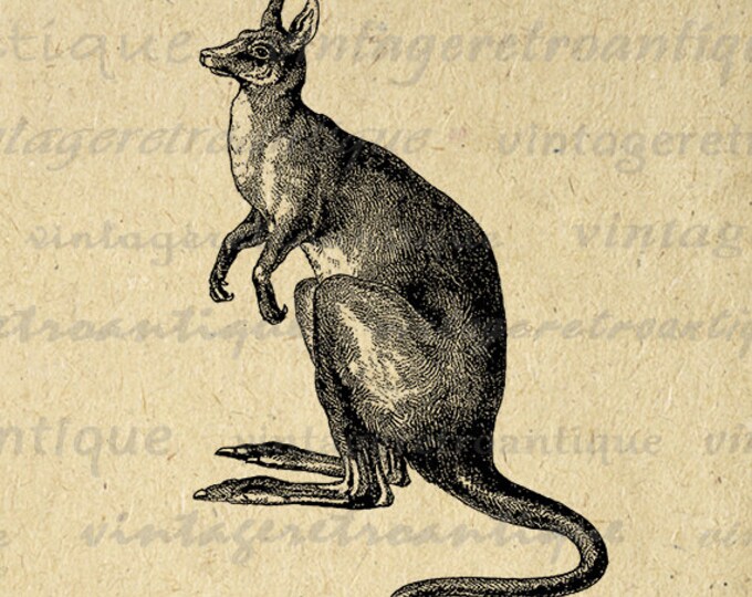 Kangaroo Printable Digital Image Australia Animal Download Graphic Antique Clip Art Jpg Png Eps HQ 300dpi No.315