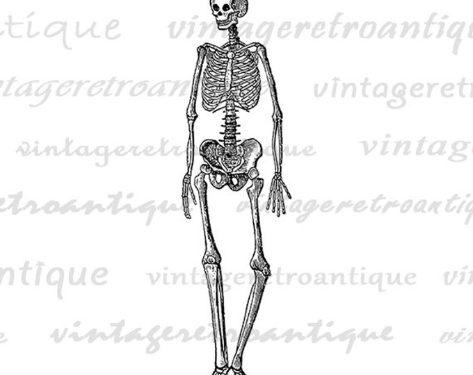 Printable Digital Skeleton Download Medical Anatomy Image Human Skeleton Graphic Antique Clip Art Jpg Png Eps HQ 300dpi No.2225