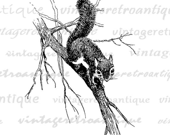 Digital Cute Squirrel Printable Download Image Graphic Illustration Jpg Png Eps HQ 300dpi No.2170