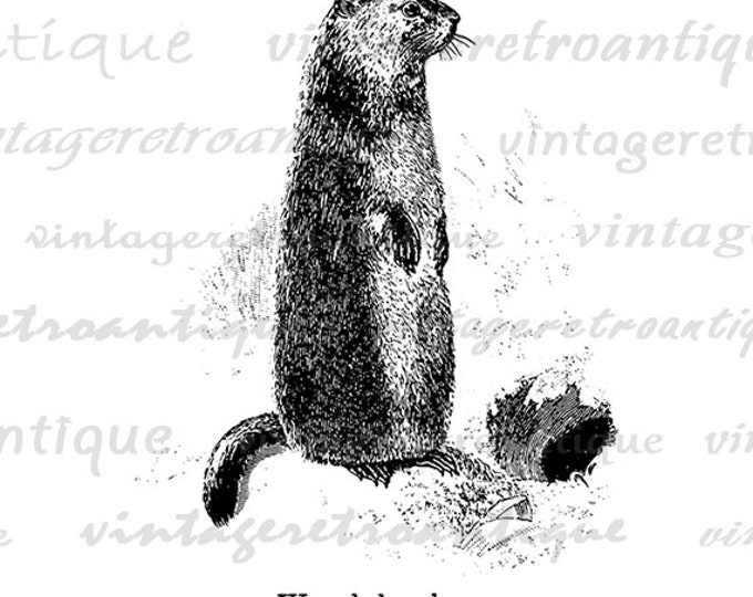 Digital Image Woodchuck Printable Beaver Download Graphic Vintage Clip Art Jpg Png Eps HQ 300dpi No.690