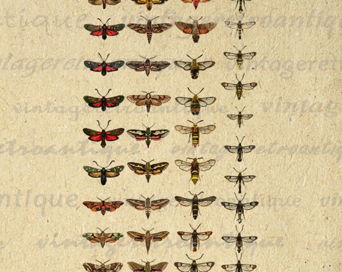 Printable Digital Bees and Bugs Collage Sheet Graphic Download Color Illustrations Image Antique Clip Art for Transfers HQ 300dpi No.3891