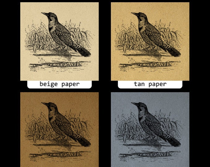 Flicker Bird Image Printable Download Antique Digital Graphic Vintage Clip Art Jpg Png Eps HQ 300dpi No.1022