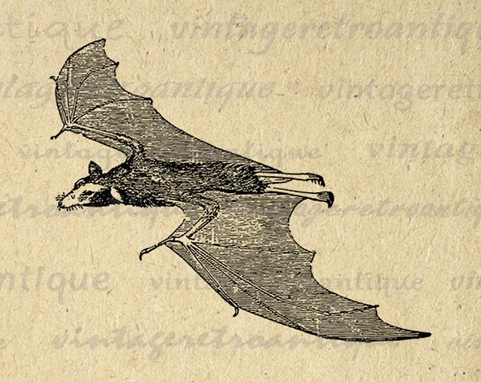 Digital Graphic Flying Bat Image Download Printable Illustration Vintage Clip Art Jpg Png Eps HQ 300dpi No.3923