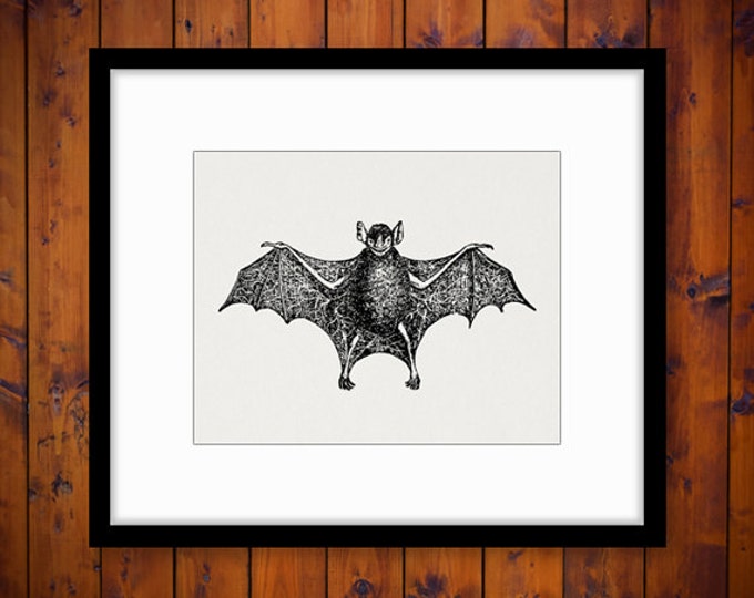 Printable Bat Graphic Download Antique Bat Illustration Image Digital Vintage Clip Art Jpg Png Eps HQ 300dpi No.3924