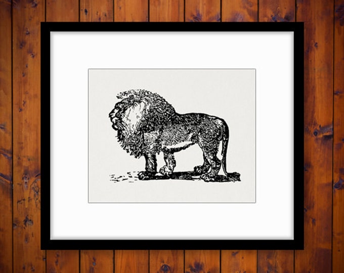 Digital Graphic Antique Lion Illustration Download Printable Image Vintage Clip Art Jpg Png Eps HQ 300dpi No.3887