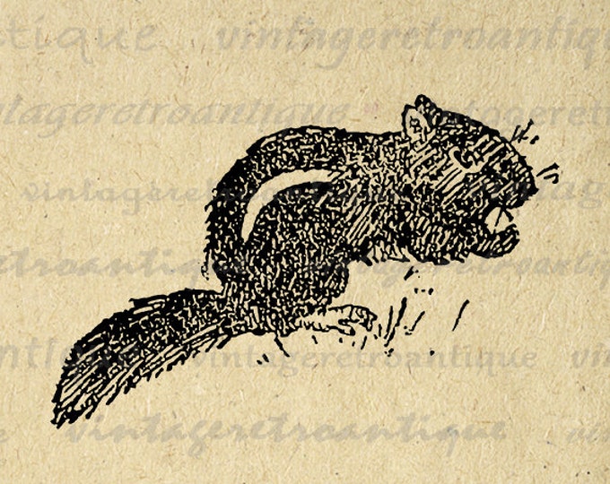 Chipmunk Antique Graphic Digital Printable Download Image Artwork Vintage Clip Art Jpg Png Eps HQ 300dpi No.2412