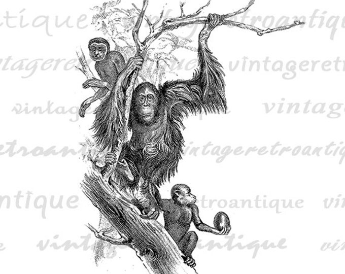 Printable Digital Monkeys Graphic Ape Download Image Vintage Clip Art Jpg Png Eps HQ 300dpi No.322