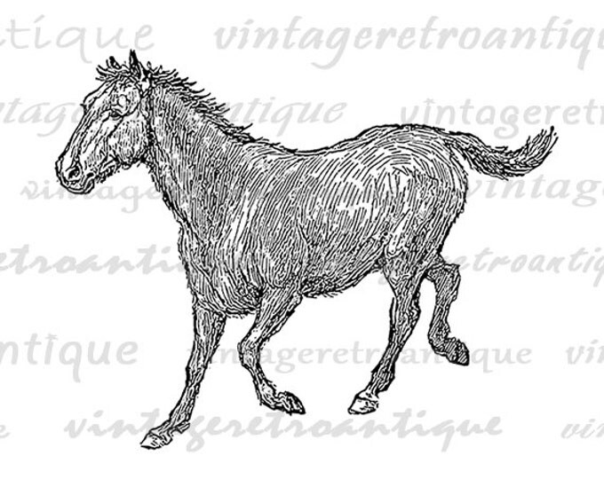 Running Horse Graphic Image Download Horse Illustration Digital Printable Vintage Clip Art Jpg Png Eps HQ 300dpi No.3060