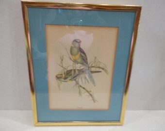 Framed Gould Bird Print