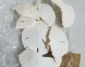 Hermit Crab Food, Hermit Crab Calcium, Sand Dollars, Broken Sand Dollars for Crab Food, Crab Food, Calcium Food, Hermit Crabs, Crab Food