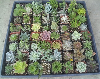 10/20/30 Assorted 2" Pot Succulents - wedding, favors, arrangements, wreaths, - Exotic Succulent Plants