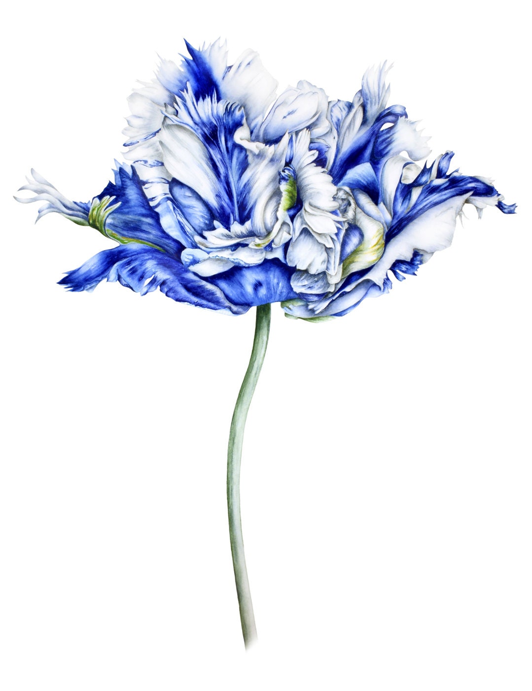 Blue Tulip Art Print Botanical print watercolor print