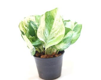 Epipremnum aureum common names Australian Native Monstera, Devil's Ivy, Golden Pothos, Ivy Arum, Silver Vine and Taro Vine.