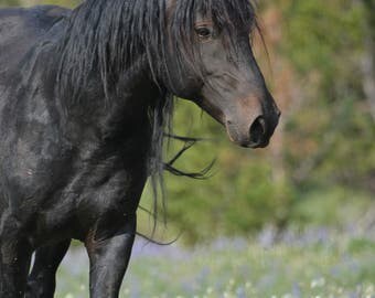 Wild horse photography--Pryor Mountain mustangs