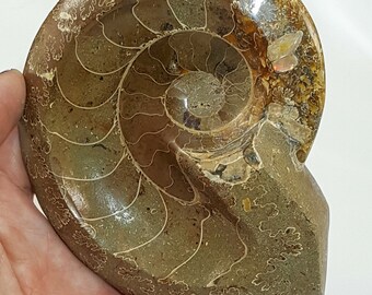 Ammonite Keepsake Dish - Gorgeous opalized peach/pink colors!