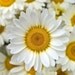 dippydaisy