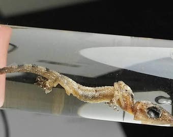 Anole lizard preserved wet specimen necklace
