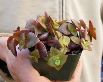 Crassula Calico Kitten- Crassula Marginalis Succulent