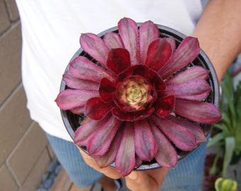 aeonium mardi gras for sale