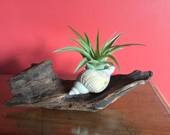 Air plant Tillandsia brachycaulos and driftwood