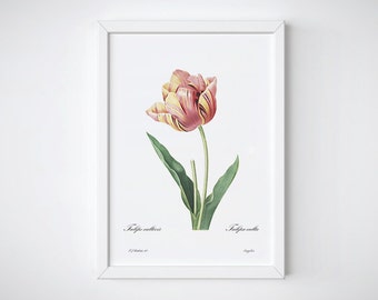 Flower Artwork, Watercolor Prints, Botanical Flower, Wall Decor, Redoute art | TULIPE CULTIVÉE
