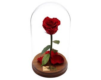 Beauty And The Beast Rose, Live Forever Rose in Glass, Live Enchanted Rose, Preserved Rose %100 Natural LFR0002