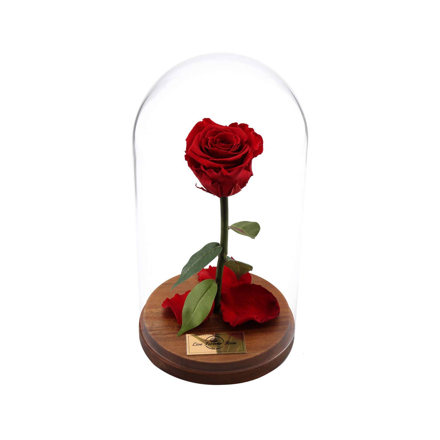 Beauty And The Beast Rose Live Forever Rose in Glass Live