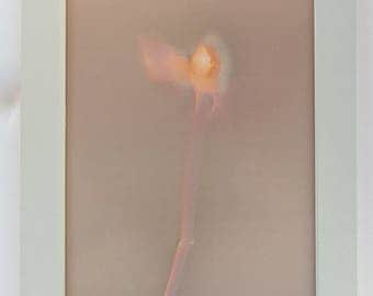 Alphabet Trace Worksheet PDF Printable