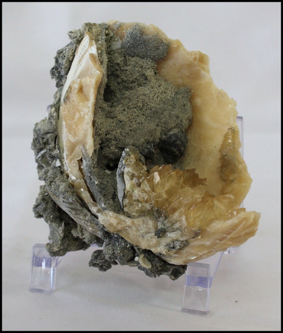 Calcite Crystals Clamshell Fossil Gifts for Him Fossilized