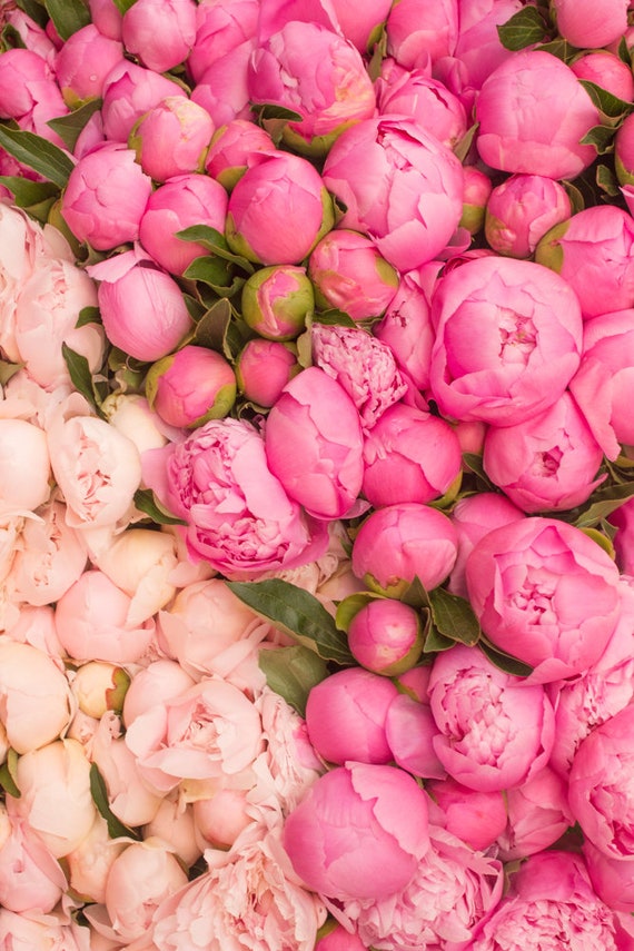 Paris Photography Paris Peony Season Pink Hues Market in