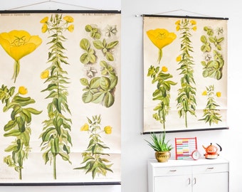 Primrose antique botanical, pull down chart, educational print, school poster primrose Ref: 103