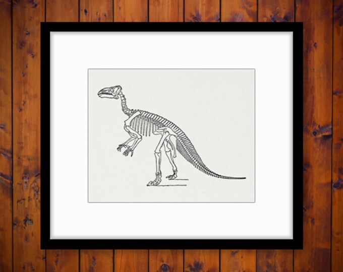 Printable Graphic Dinosaur Skeleton Download Image Digital Illustration Vintage Clip Art Jpg Png Eps HQ 300dpi No.2734