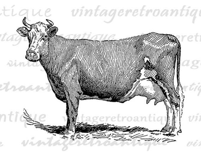 Digital Graphic Antique Cow Printable Farm Animal Download Illustrated Image Vintage Clip Art Jpg Png Eps HQ 300dpi No.3164