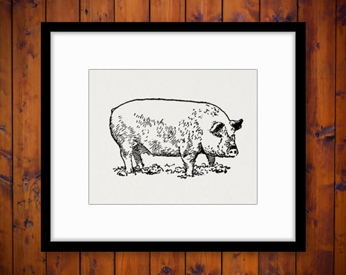 Printable Digital Pig Graphic Illustration Download Image Antique Clip Art Jpg Png Eps HQ 300dpi No.3196