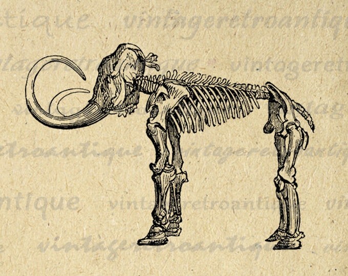 Mammoth Skeleton Digital Graphic Download Elephant Printable Image Vintage Clip Art Jpg Png Eps HQ 300dpi No.443