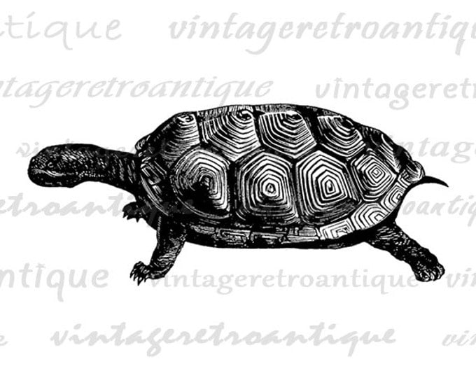 Digital Printable Tortoise Turtle Graphic Download Illustrated Image Vintage Clip Art Jpg Png Eps HQ 300dpi No.2100