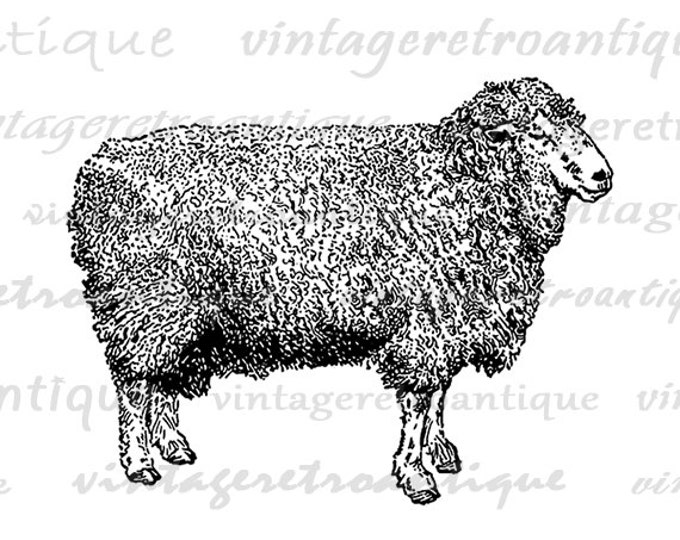 Lincoln Ram Sheep Animal Graphic Image Printable Digital Download Antique Clip Art Jpg Png Eps HQ 300dpi No.3553