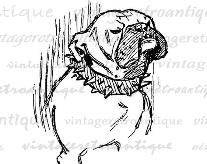 Printable Image Bulldog Dog Graphic Illustration Digital Download Vintage Clip Art Jpg Png Eps HQ 300dpi No.3150