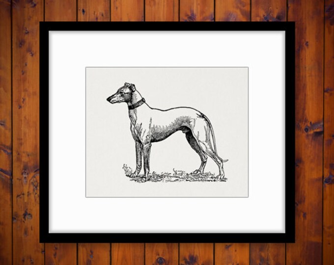 Greyhound Dog Digital Graphic Printable Image Download Vintage Clip Art Jpg Png Eps HQ 300dpi No.3140