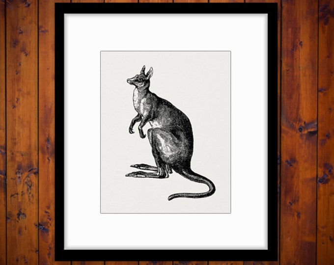 Kangaroo Printable Digital Image Australia Animal Download Graphic Antique Clip Art Jpg Png Eps HQ 300dpi No.315