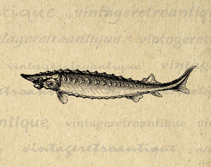 Digital Graphic Sturgeon Fish Printable Image Download Vintage Clip Art Jpg Png Eps HQ 300dpi No.591