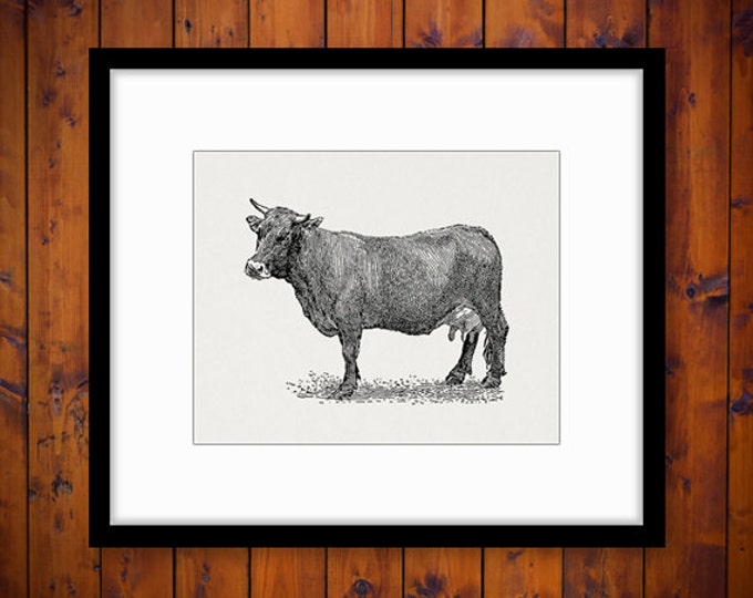 Digital Image Brown Swiss Cow Printable Illustration Download Graphic Vintage Clip Art Jpg Png Eps HQ 300dpi No.3122