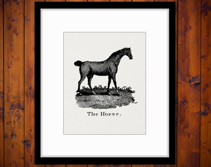 Printable Graphic Horse Antique Illustration Image Digital Download Vintage Clip Art for Transfers Printing etc HQ 300dpi No.853