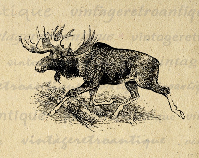 Moose Graphic Image Download Printable Digital Illustration Antique Clip Art Jpg Png Eps HQ 300dpi No.803