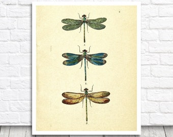 Vintage Dragonfly Art Print , Digital Graphics, Animal Printable Wall Art, Dragonflies Decor, Dragonfly Print, Dragonfly Printable Poster