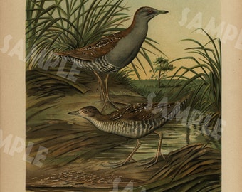 BAILLON'S CRAKE-ZWERGSUMPFHUHN Original antique bird print large folio natural history Chromolithograph decorative art wall art