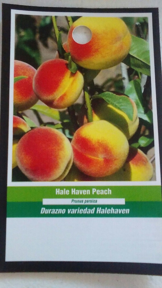 4'5' Hale Haven Peach Tree Fruit Popular Plant